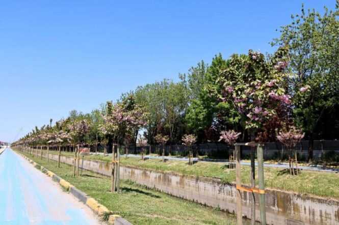Sakarya'da Sakura Ağaçlarının Çiçek Açmasıyla Çark Deresi ve Parklar Renkleniyor